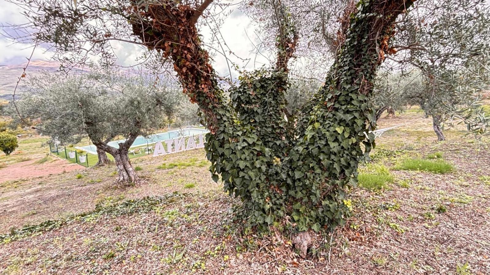 Casa Rural Atalanta De La Vera ハライス・デ・ラ・ベラ エクステリア 写真